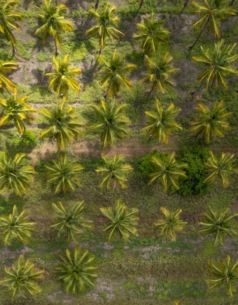 Sunlight through a coconut plantation, roots and channel water at Vamsha Dhara