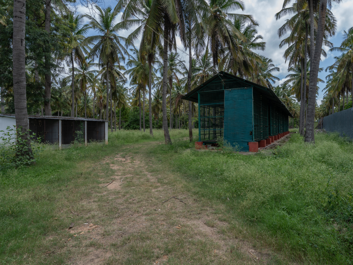 A path through the working plantation
