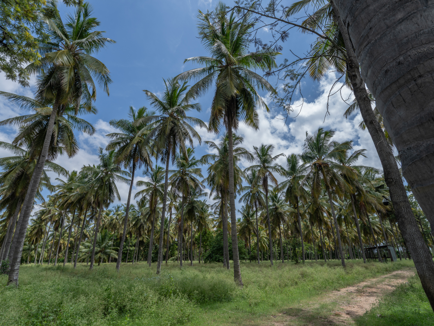 Looking upward through the coconut palms at Vamsha Dhara