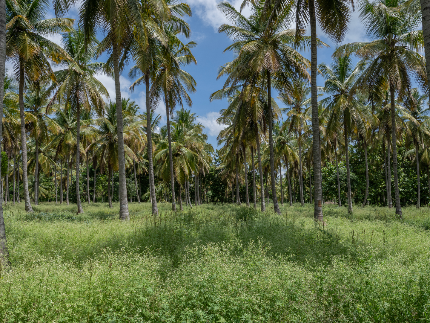Coconut palms across Vamsha Dhara