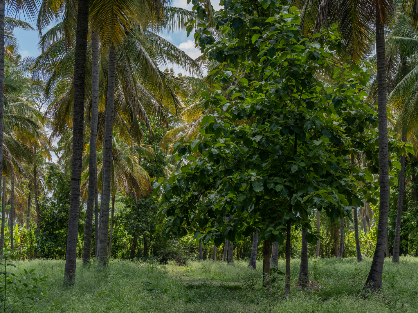 Green plantation floor beneath coconut trees