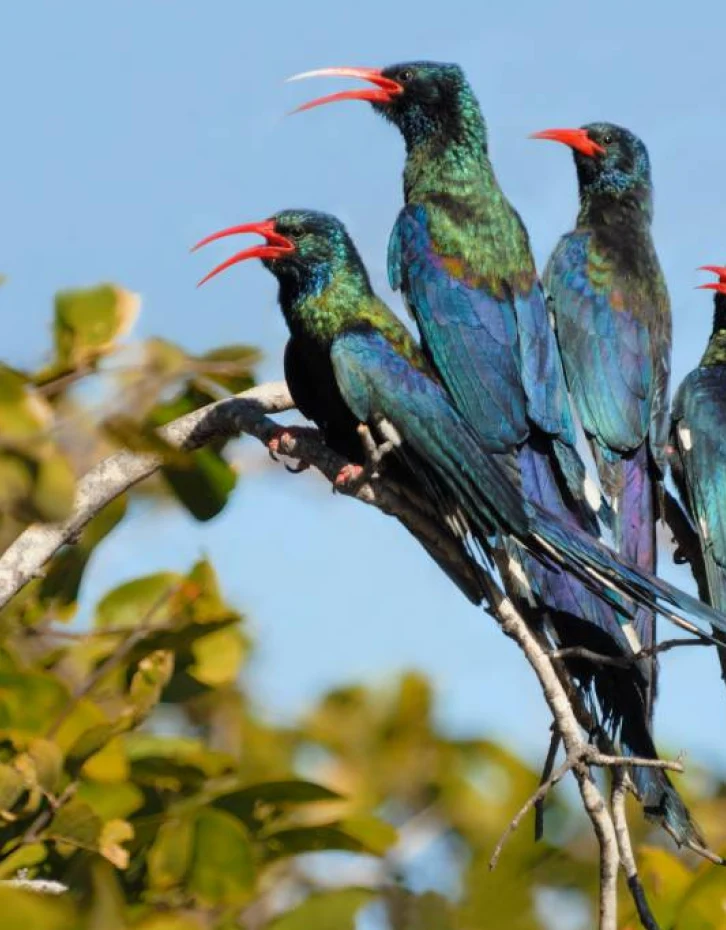 Birds at Ranganathittu Bird Sanctuary