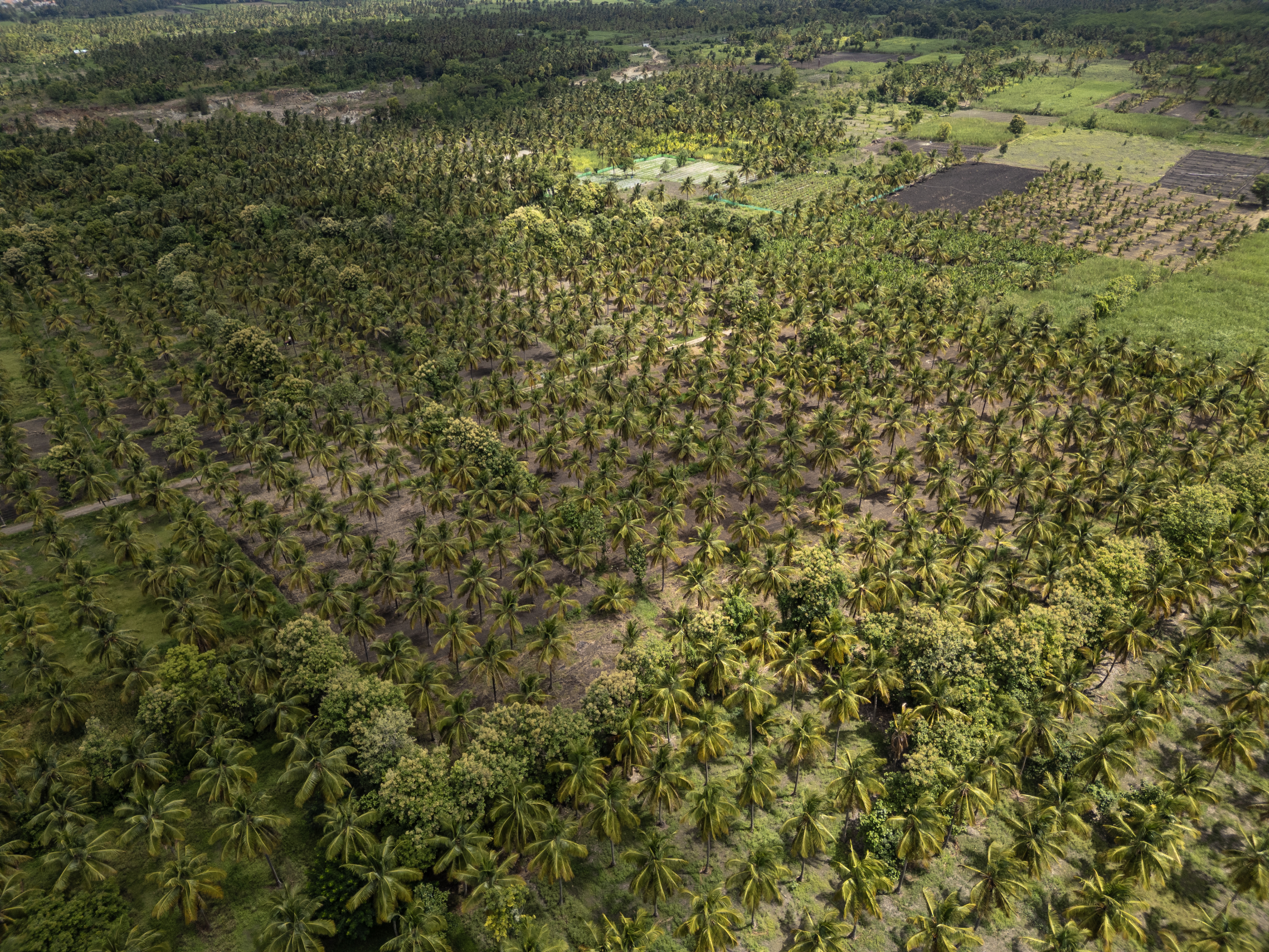 Aerial view of the Vamsha Dhara plantation
