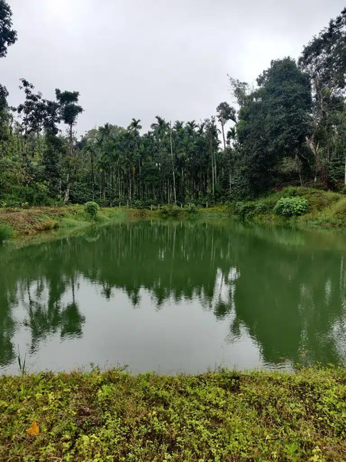 Coffee by the Lake in Sakleshpur