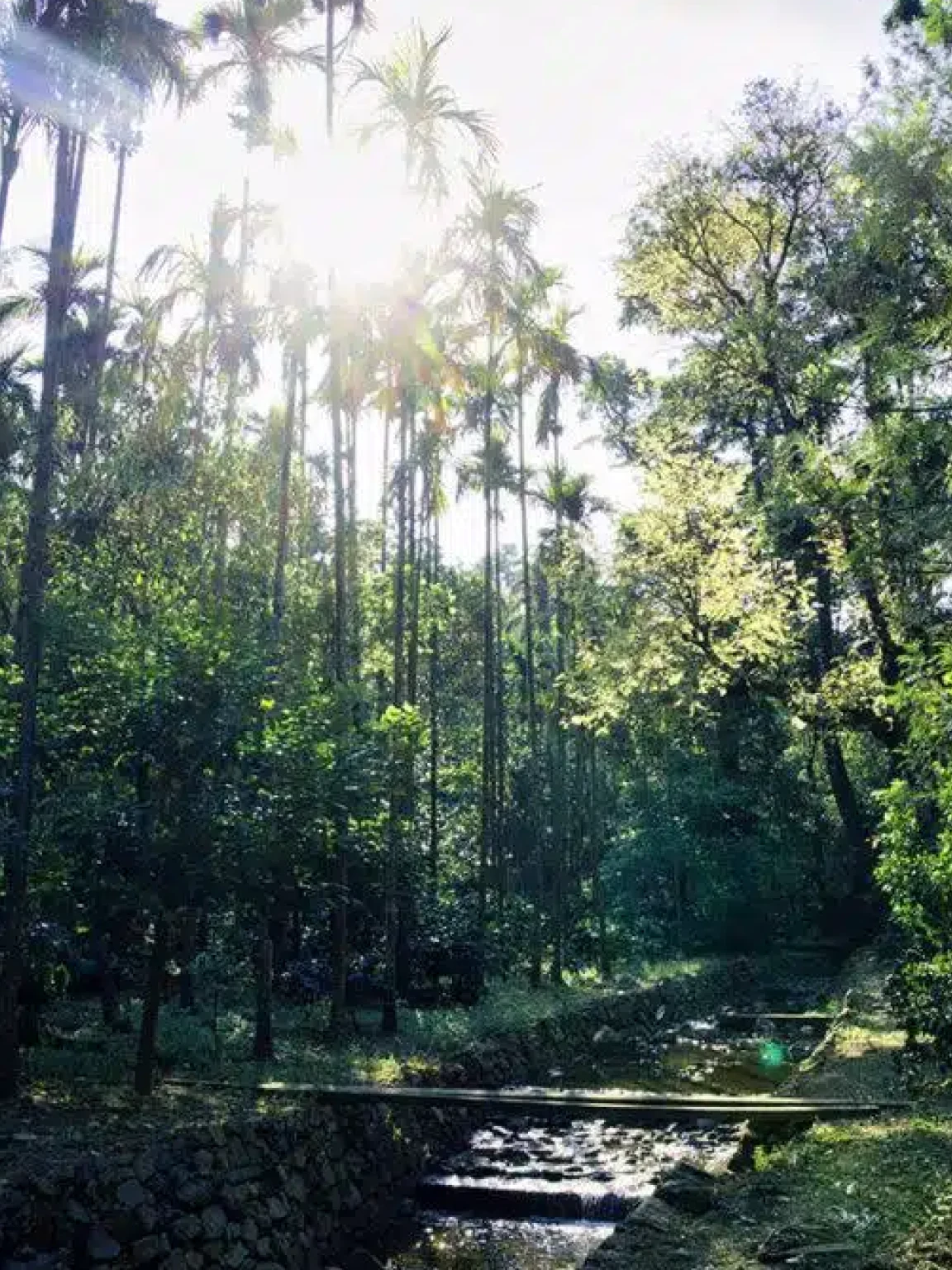 Coffee by the Stream in Chikkamagaluru