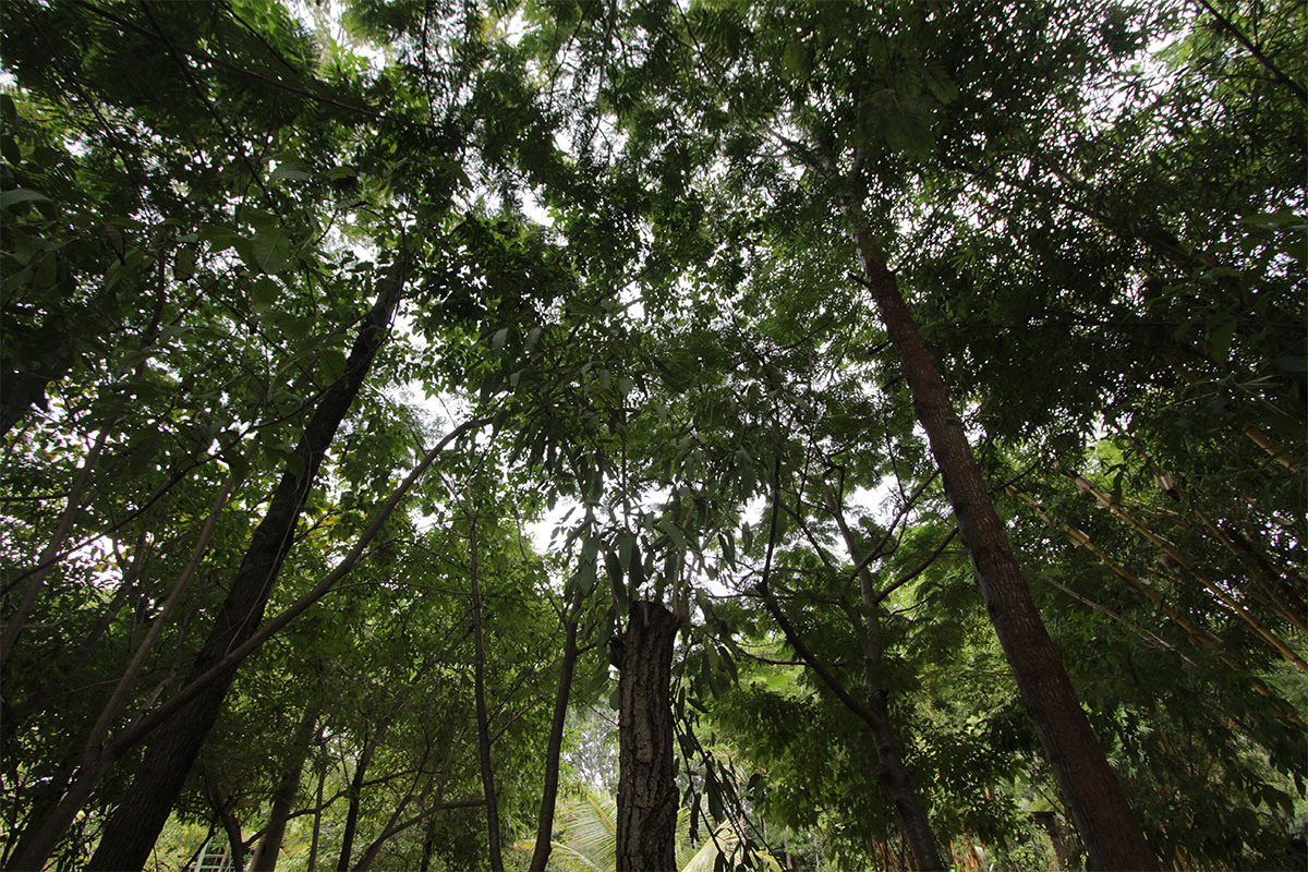 A tended tree and soil, cared for over the years